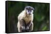 Brazil, Mato Grosso do Sul, Bonito. Portrait of a brown capuchin monkey.-Ellen Goff-Framed Stretched Canvas