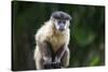 Brazil, Mato Grosso do Sul, Bonito. Portrait of a brown capuchin monkey.-Ellen Goff-Stretched Canvas