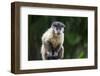 Brazil, Mato Grosso do Sul, Bonito. Portrait of a brown capuchin monkey.-Ellen Goff-Framed Photographic Print