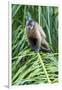 Brazil, Mato Grosso do Sul, Bonito. Portrait of a brown capuchin monkey.-Ellen Goff-Framed Photographic Print