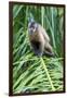 Brazil, Mato Grosso do Sul, Bonito. Portrait of a brown capuchin monkey.-Ellen Goff-Framed Photographic Print