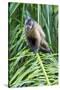 Brazil, Mato Grosso do Sul, Bonito. Portrait of a brown capuchin monkey.-Ellen Goff-Stretched Canvas