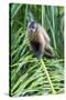 Brazil, Mato Grosso do Sul, Bonito. Portrait of a brown capuchin monkey.-Ellen Goff-Stretched Canvas