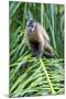 Brazil, Mato Grosso do Sul, Bonito. Portrait of a brown capuchin monkey.-Ellen Goff-Mounted Premium Photographic Print