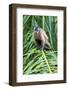 Brazil, Mato Grosso do Sul, Bonito. Portrait of a brown capuchin monkey.-Ellen Goff-Framed Photographic Print