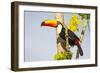 Brazil, Mato Grosso, the Pantanal. a Toco Toucan in a Papaya Tree-Ellen Goff-Framed Photographic Print