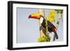 Brazil, Mato Grosso, the Pantanal. a Toco Toucan in a Papaya Tree-Ellen Goff-Framed Photographic Print