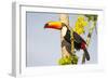 Brazil, Mato Grosso, the Pantanal. a Toco Toucan in a Papaya Tree-Ellen Goff-Framed Photographic Print