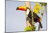 Brazil, Mato Grosso, the Pantanal. a Toco Toucan in a Papaya Tree-Ellen Goff-Mounted Photographic Print