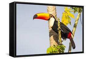 Brazil, Mato Grosso, the Pantanal. a Toco Toucan in a Papaya Tree-Ellen Goff-Framed Stretched Canvas
