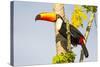 Brazil, Mato Grosso, the Pantanal. a Toco Toucan in a Papaya Tree-Ellen Goff-Stretched Canvas