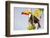 Brazil, Mato Grosso, the Pantanal. a Toco Toucan in a Papaya Tree-Ellen Goff-Framed Photographic Print