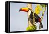 Brazil, Mato Grosso, the Pantanal. a Toco Toucan in a Papaya Tree-Ellen Goff-Framed Stretched Canvas