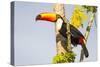 Brazil, Mato Grosso, the Pantanal. a Toco Toucan in a Papaya Tree-Ellen Goff-Stretched Canvas