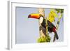 Brazil, Mato Grosso, the Pantanal. a Toco Toucan in a Papaya Tree-Ellen Goff-Framed Photographic Print