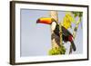 Brazil, Mato Grosso, the Pantanal. a Toco Toucan in a Papaya Tree-Ellen Goff-Framed Photographic Print