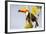 Brazil, Mato Grosso, the Pantanal. a Toco Toucan in a Papaya Tree-Ellen Goff-Framed Photographic Print