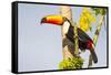 Brazil, Mato Grosso, the Pantanal. a Toco Toucan in a Papaya Tree-Ellen Goff-Framed Stretched Canvas