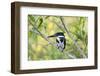 Brazil, Mato Grosso, the Pantanal, Amazon Kingfisher Female on a Branch-Ellen Goff-Framed Photographic Print