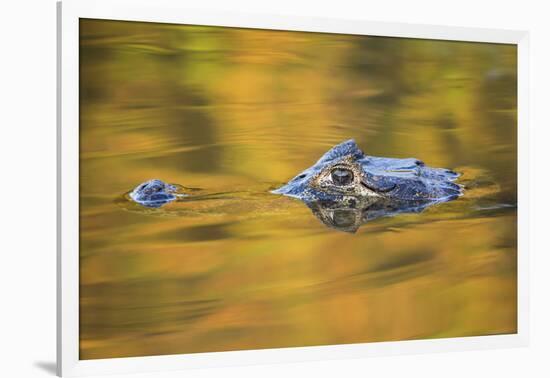 Brazil, Mato Grosso, the Pantanal, Black Caiman in Reflective Water-Ellen Goff-Framed Photographic Print