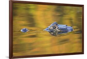 Brazil, Mato Grosso, the Pantanal, Black Caiman in Reflective Water-Ellen Goff-Framed Photographic Print