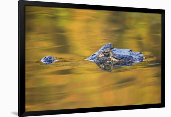 Brazil, Mato Grosso, the Pantanal, Black Caiman in Reflective Water-Ellen Goff-Framed Photographic Print