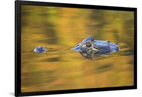 Brazil, Mato Grosso, the Pantanal, Black Caiman in Reflective Water-Ellen Goff-Framed Photographic Print