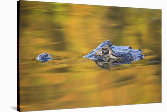 Brazil, Mato Grosso, the Pantanal, Black Caiman in Reflective Water-Ellen Goff-Stretched Canvas