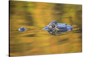 Brazil, Mato Grosso, the Pantanal, Black Caiman in Reflective Water-Ellen Goff-Stretched Canvas
