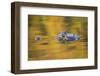 Brazil, Mato Grosso, the Pantanal, Black Caiman in Reflective Water-Ellen Goff-Framed Premium Photographic Print