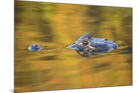 Brazil, Mato Grosso, the Pantanal, Black Caiman in Reflective Water-Ellen Goff-Mounted Premium Photographic Print