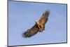 Brazil, Mato Grosso, the Pantanal. Black-Collared Hawk in Flight-Ellen Goff-Mounted Photographic Print