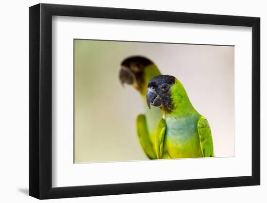 Brazil, Mato Grosso, the Pantanal. Black-Hooded Parakeet Portrait-Ellen Goff-Framed Photographic Print