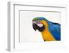 Brazil, Mato Grosso, the Pantanal. Blue-And-Yellow Macaw Portrait-Ellen Goff-Framed Photographic Print