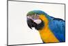 Brazil, Mato Grosso, the Pantanal. Blue-And-Yellow Macaw Portrait-Ellen Goff-Mounted Photographic Print