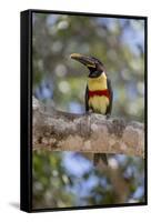 Brazil, Mato Grosso, the Pantanal, Chestnut-Eared Aracari in a Tree-Ellen Goff-Framed Stretched Canvas