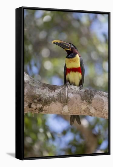 Brazil, Mato Grosso, the Pantanal, Chestnut-Eared Aracari in a Tree-Ellen Goff-Framed Stretched Canvas