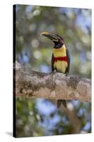 Brazil, Mato Grosso, the Pantanal, Chestnut-Eared Aracari in a Tree-Ellen Goff-Stretched Canvas