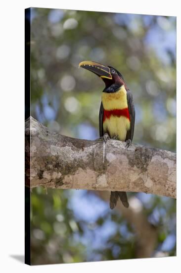 Brazil, Mato Grosso, the Pantanal, Chestnut-Eared Aracari in a Tree-Ellen Goff-Stretched Canvas