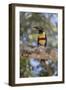 Brazil, Mato Grosso, the Pantanal, Chestnut-Eared Aracari in a Tree-Ellen Goff-Framed Photographic Print