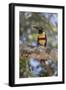 Brazil, Mato Grosso, the Pantanal, Chestnut-Eared Aracari in a Tree-Ellen Goff-Framed Photographic Print