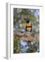 Brazil, Mato Grosso, the Pantanal, Chestnut-Eared Aracari in a Tree-Ellen Goff-Framed Photographic Print