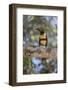 Brazil, Mato Grosso, the Pantanal, Chestnut-Eared Aracari in a Tree-Ellen Goff-Framed Photographic Print