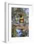 Brazil, Mato Grosso, the Pantanal, Chestnut-Eared Aracari in a Tree-Ellen Goff-Framed Photographic Print