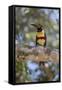 Brazil, Mato Grosso, the Pantanal, Chestnut-Eared Aracari in a Tree-Ellen Goff-Framed Stretched Canvas