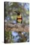Brazil, Mato Grosso, the Pantanal, Chestnut-Eared Aracari in a Tree-Ellen Goff-Stretched Canvas