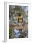 Brazil, Mato Grosso, the Pantanal, Chestnut-Eared Aracari in a Tree-Ellen Goff-Framed Photographic Print