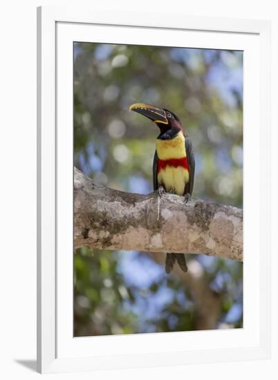 Brazil, Mato Grosso, the Pantanal, Chestnut-Eared Aracari in a Tree-Ellen Goff-Framed Photographic Print