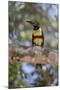 Brazil, Mato Grosso, the Pantanal, Chestnut-Eared Aracari in a Tree-Ellen Goff-Mounted Photographic Print