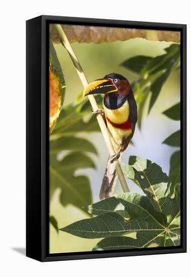 Brazil, Mato Grosso, the Pantanal. Chestnut-Eared Aracari in a Tree-Ellen Goff-Framed Stretched Canvas